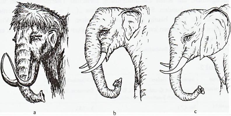 Drei schwarz-weiß Skizzen: links mammutähnliches Tier, Mitte und rechts zwei Elefantenköpfe.